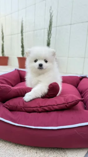 Lulu da Pomerânia
