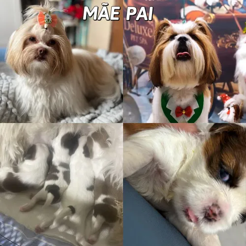Vendo filhote de shihtzu fêmea 