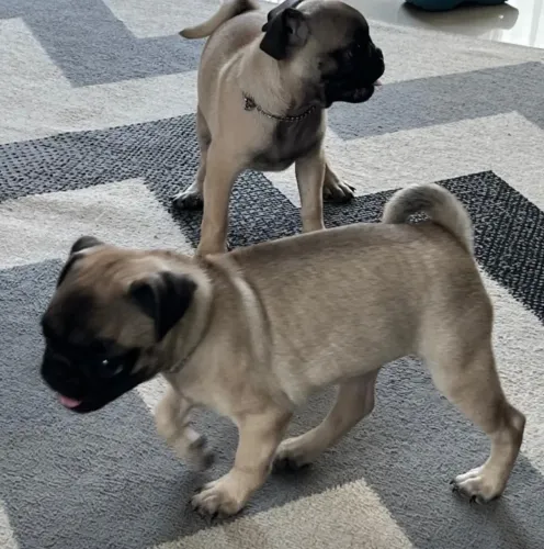 Pug macho
