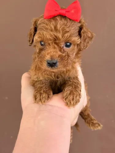    Poodle Toy Red com Pedigree Entregamos em Sua Casa