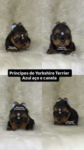 Príncipes de Yorkshire Terrier á pronta entrega