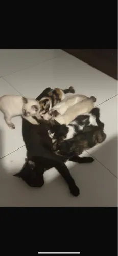 Gatinho vermifugado