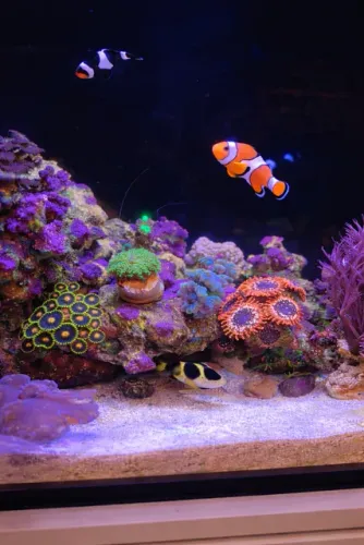 Aquário Marinho Completo 105L - Estrutura Premium e Estável