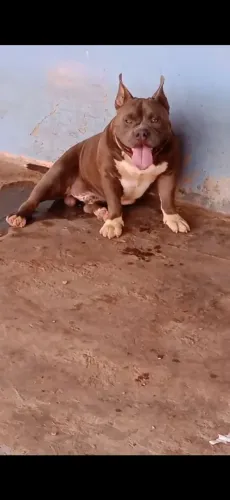 América bully disponível para cruza pego em filhotes ou dinheiro pedigree Abbr