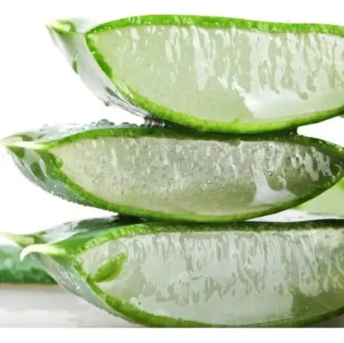 * Babosa (Aloe Vera) Fresca - 1 Kg de Folhas Selecionadas