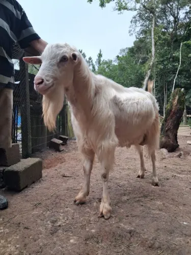 Bodes e Cabras