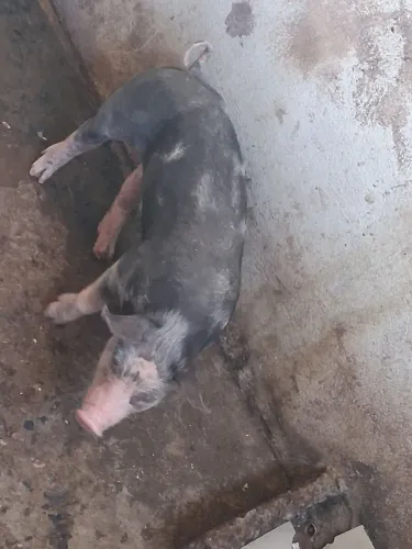 Porcas a venda