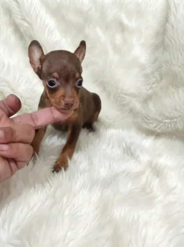 Pinscher zero entrego 
