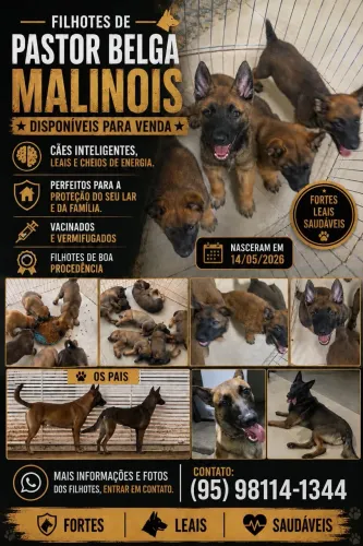 Filhotes de Pastor Belga Mallinois