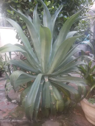 Linda a agave