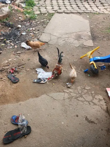 1 galo e 2 galinhas botadeiras 