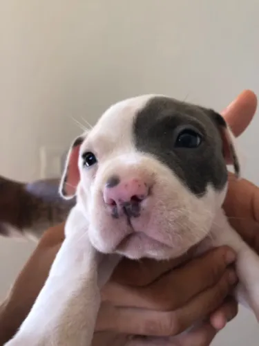 Cachorro