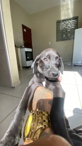 doação
