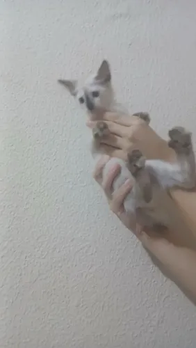 Adoção