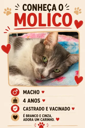 Gato macho para doação - Molico