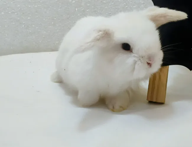 Mini Coelhos Mini Lop A Pronta Entrega