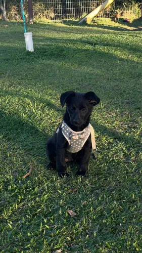 Doação fêmea 4 meses 