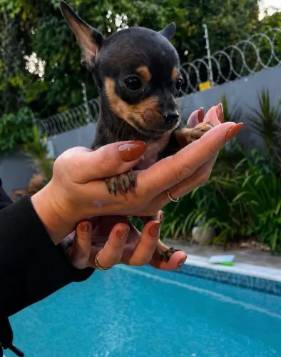 Pinscher com vacina 63 dias