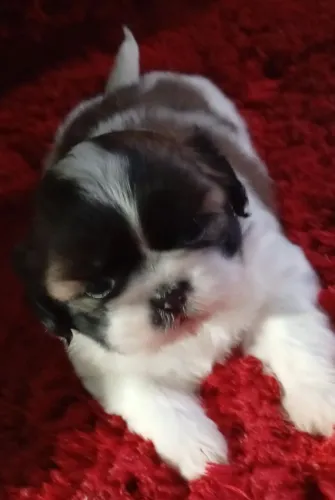 Pra reserva 1 machinho de shitzu com 33dias