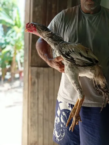 Galos
