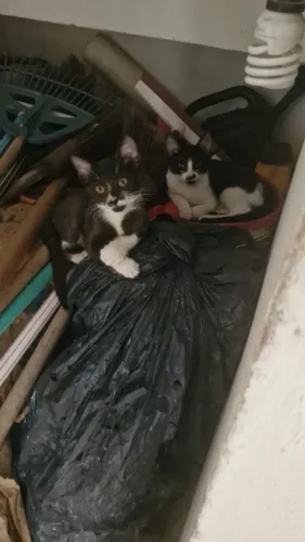 gato