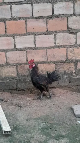 Vendo galo