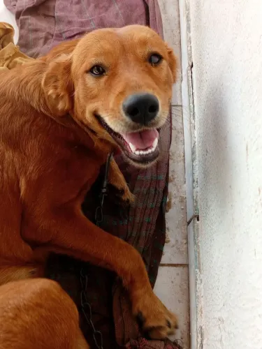 Cachorra pra doação 