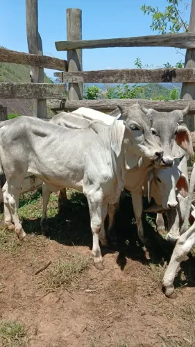 novilhas guzerá
