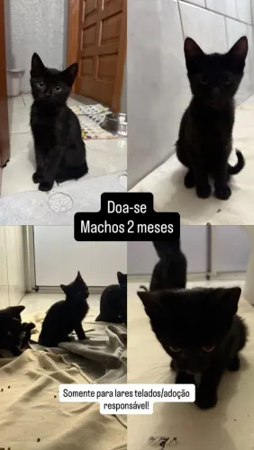 Adoção Responsável!