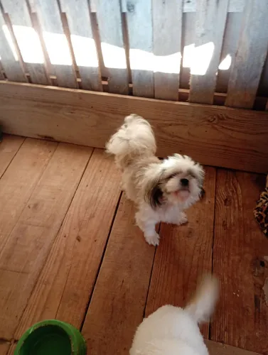 Vendo um macho de Shih Tzu