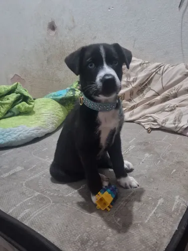 Filhote Pitbull 