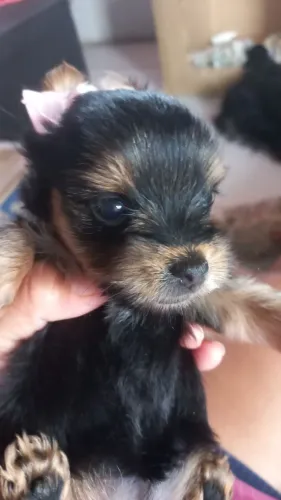 Lindo bebê de Yorkshire macho e fêmea