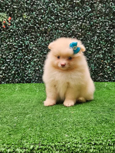 Lulu da Pomerania de Alto padrão Spitz Alemão anão