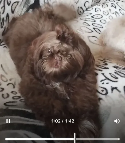 Shih Tzu