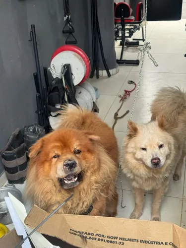 Vende-se filhote de chow chow