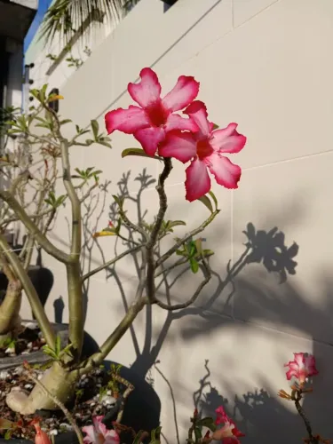 Jarros de Rosas do Deserto