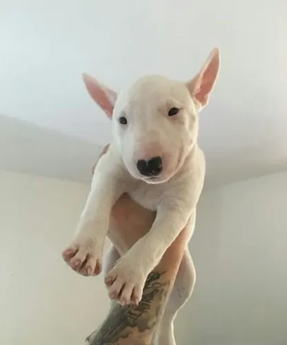Bull Terrier Inglês Suspiro Que Encanta