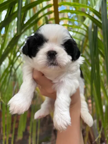 Shihtzu Macho