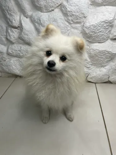 Spitz Lulu cruza macho