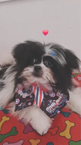 Filhote Shih Tzu macho