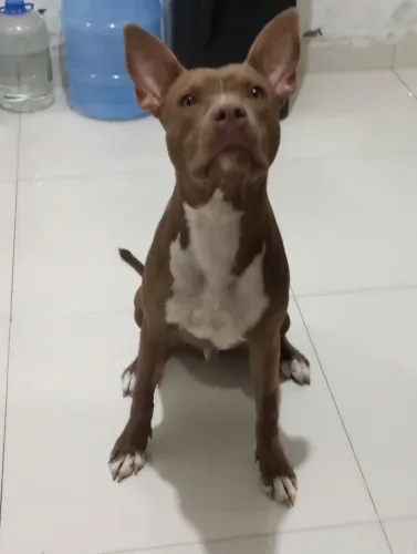 Vende se esse filhote de Pitbull