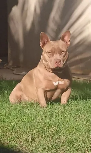 Pit Monster