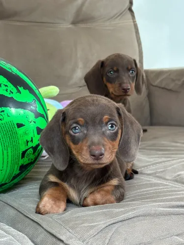 Filhote Dachshund Teckel Chocolate Macho