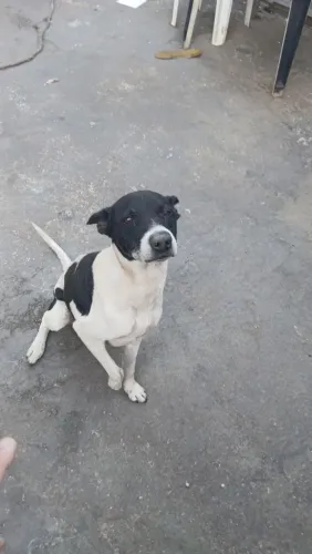 Adote esse Cãozinho