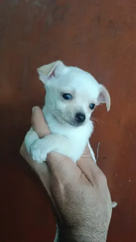 Chihuahua 