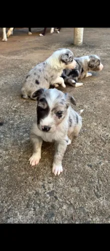 Border collie 