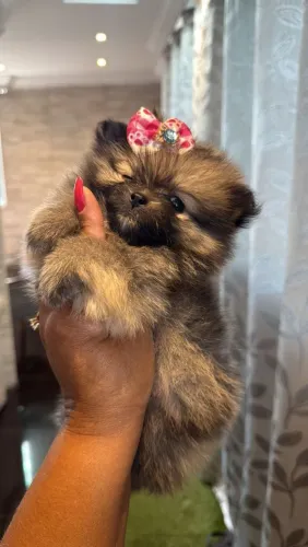 Spitz Alemão lindo demais