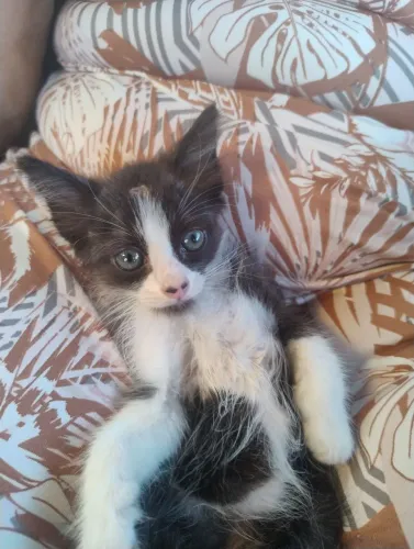 Gata raciada com siamês para adoção