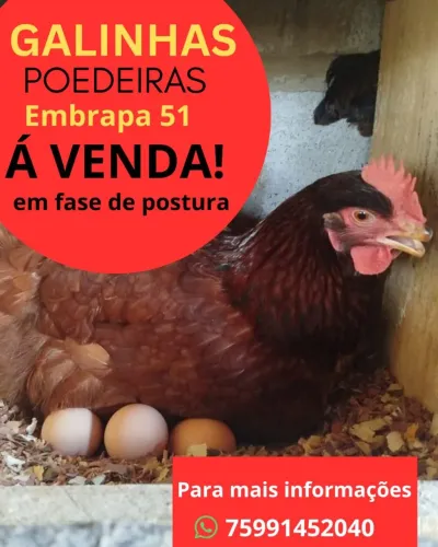 Galinha poedeira