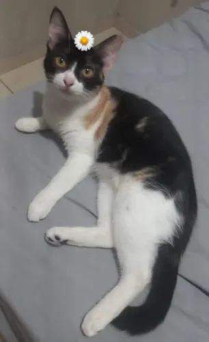 Doação de gatos